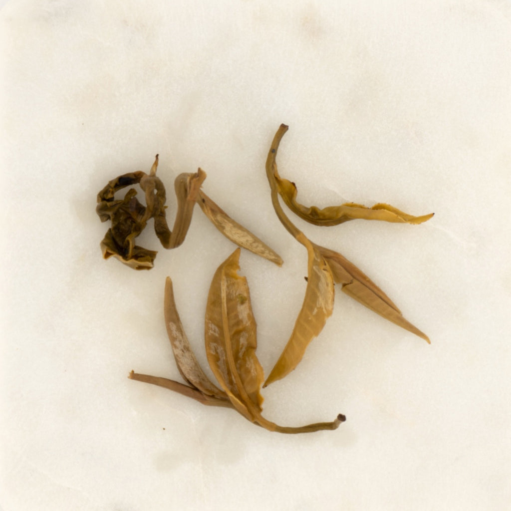 Dragon Pearl Jasmine Green Tea, the wet leaf after brewing [dragon-pearl-jasmine-green-tea-05-wet]