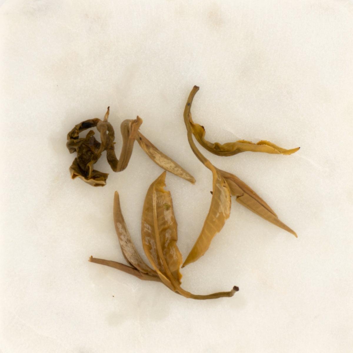 Dragon Pearl Jasmine Green Tea, the wet leaf after brewing [dragon-pearl-jasmine-green-tea-05-wet]