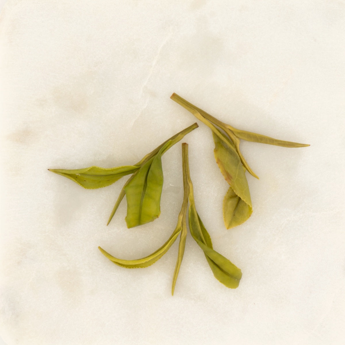 Early Spring Anji Baicha Green Tea, the wet leaf after brewing [early-spring-anji-baicha-green-tea-05-wet]