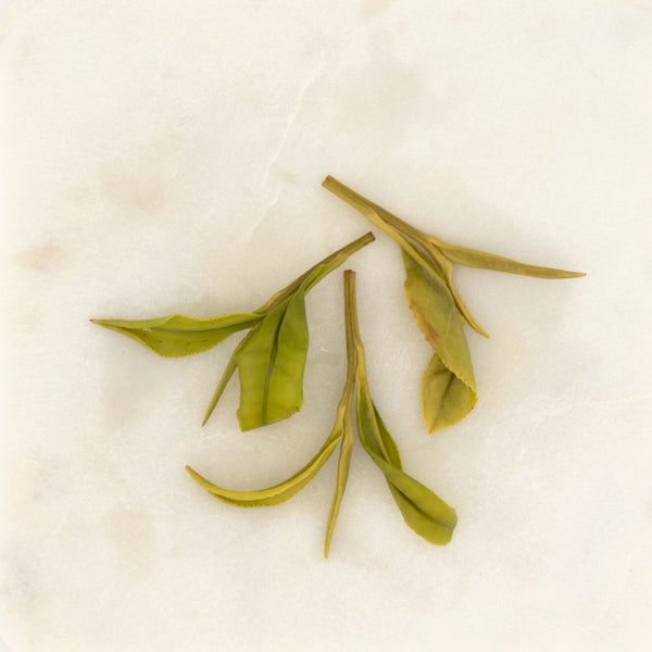 Early Spring Anji Baicha Green Tea, the wet leaf after brewing [early-spring-anji-baicha-green-tea-05-wet]
