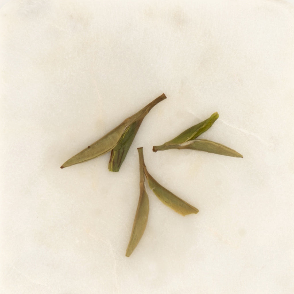 Handmade Silver Needle White Tea, the wet leaf after brewing [handmade-silver-needle-white-tea-05-wet]
