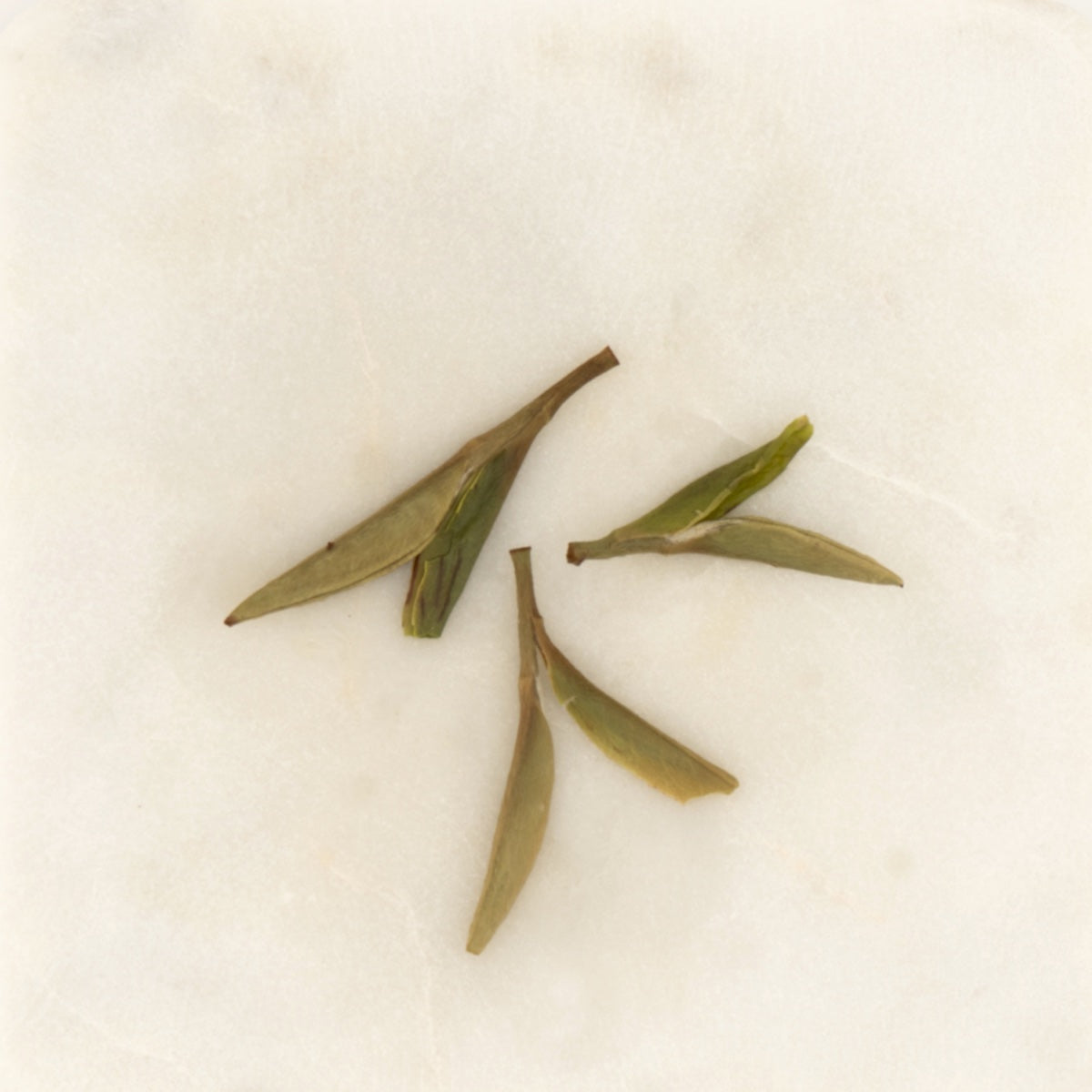 Handmade Silver Needle White Tea, the wet leaf after brewing [handmade-silver-needle-white-tea-05-wet]