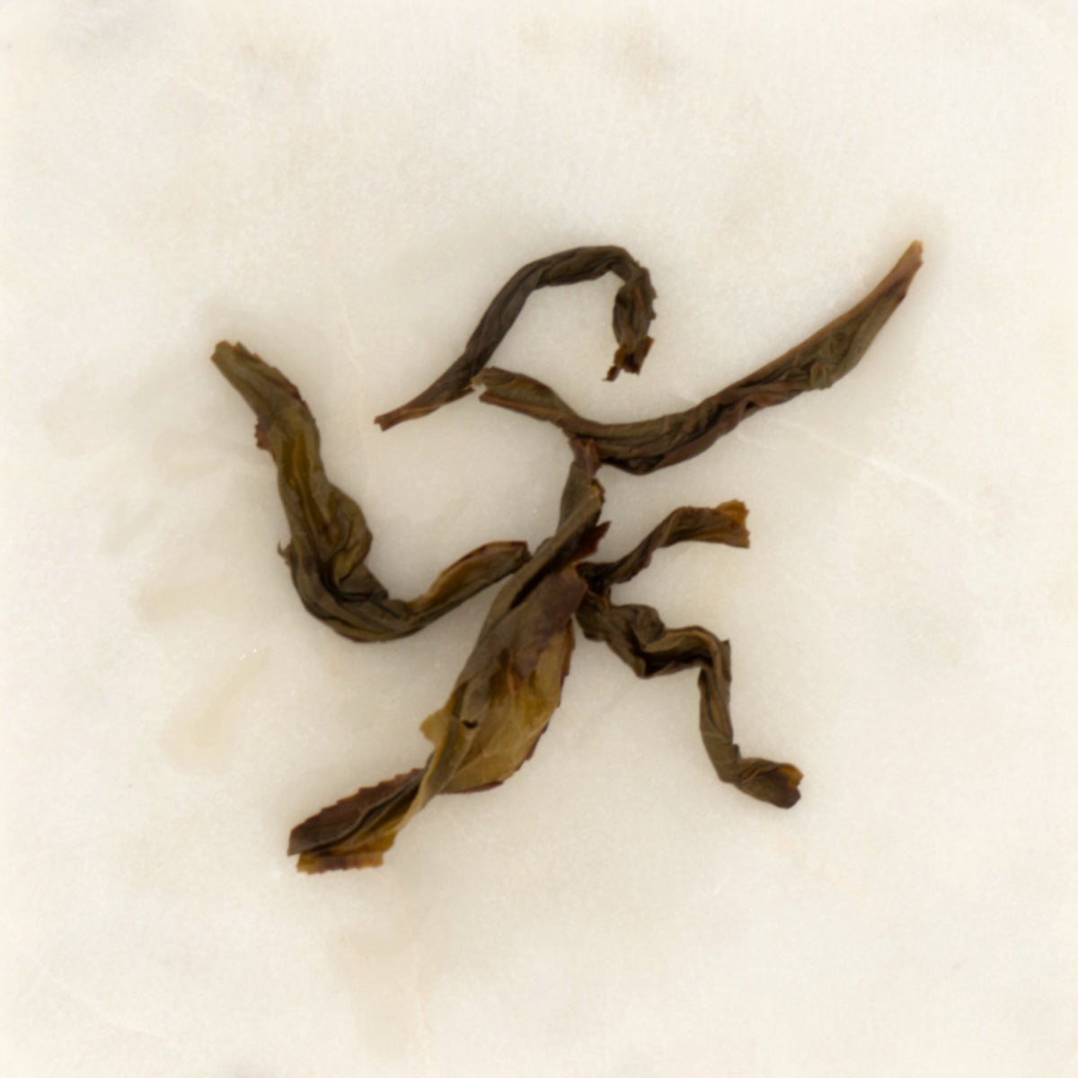 Milan Xiang Fenghuang Dancong Oolong Tea, the wet leaf after brewing [milan-xiang-fenghuang-dancong-oolong-tea-05-wet]