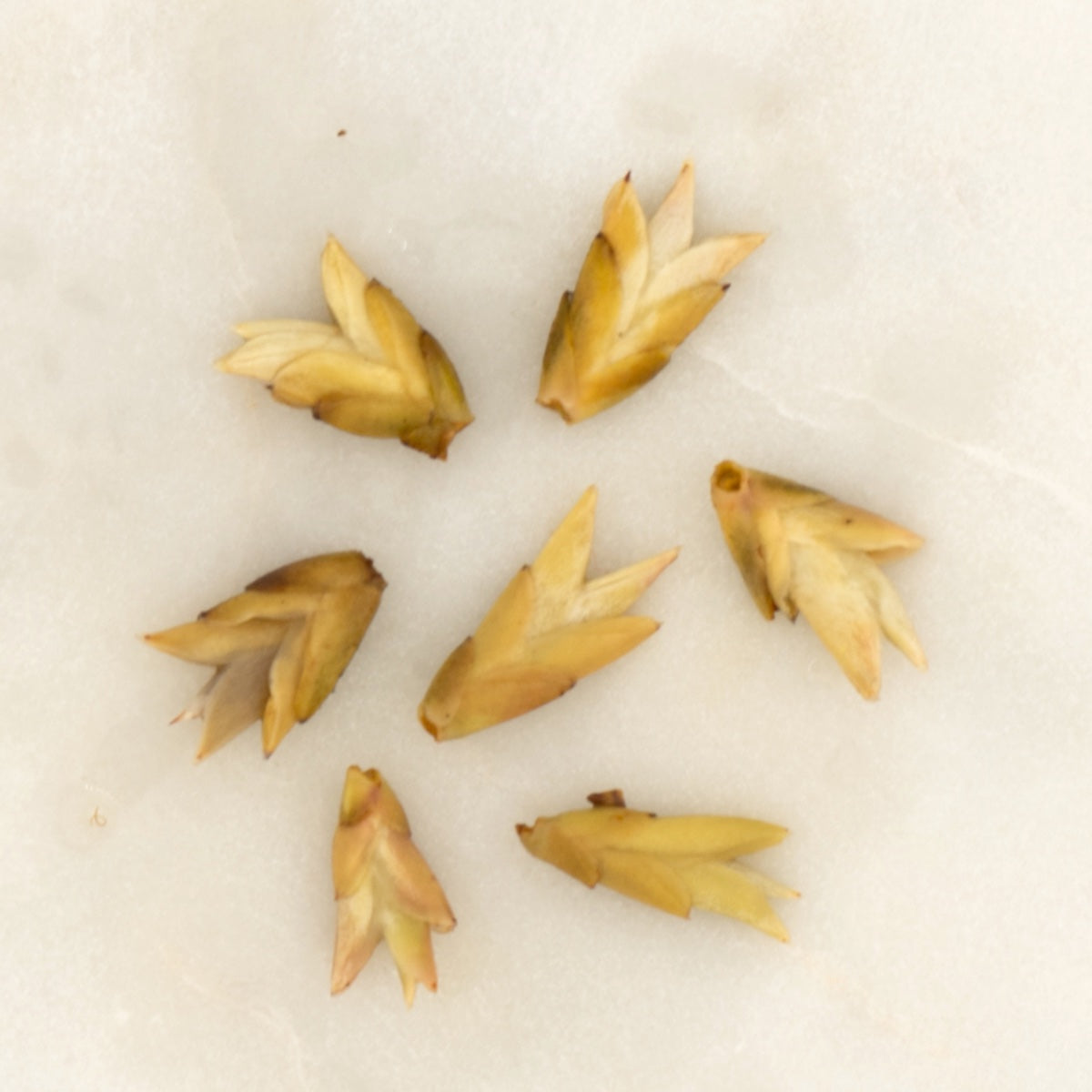 Yunnan White Bud Pu'er Tea, the wet leaf after brewing [yunnan-white-bud-puer-tea-05-wet]